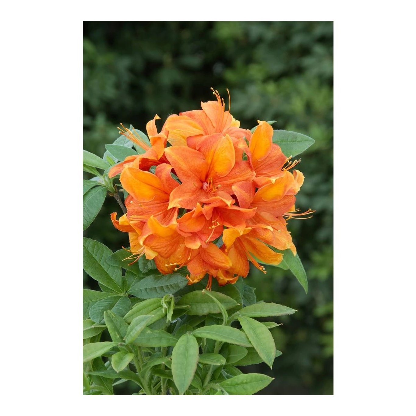 Rhododendron – Rhododendron (AK); 'Goldflamme' - C5 40-50 CM